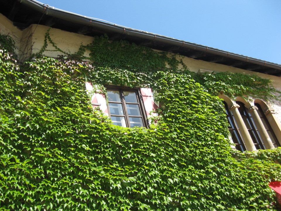 Zelena fasada
