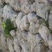 Tudi kamniti zid nudi življenjske pogoje rastlinam