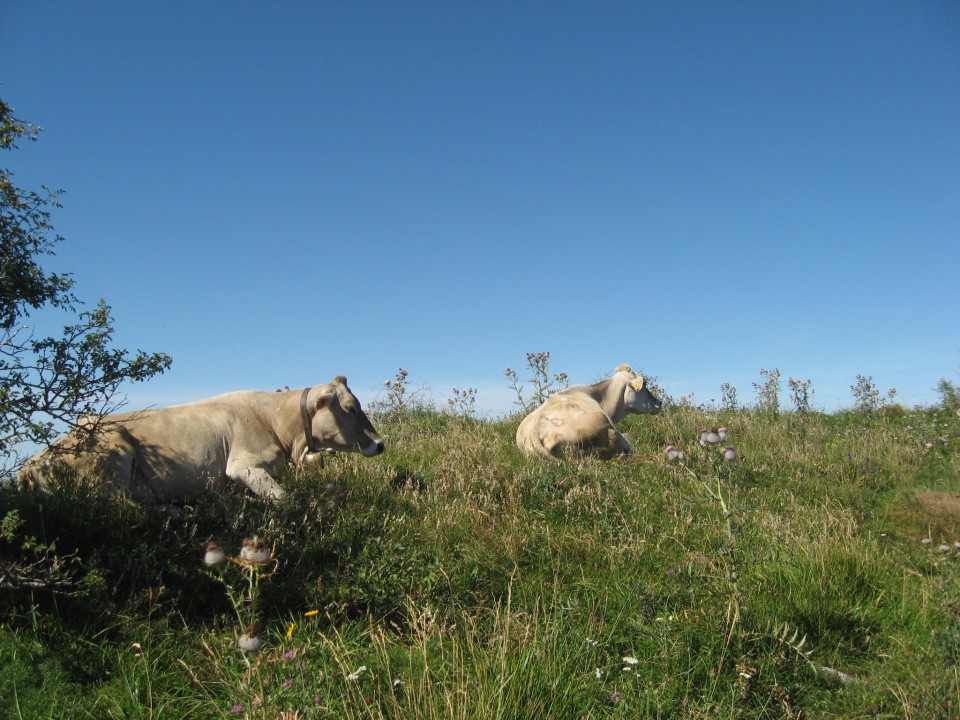 Krave počivajo prav na grebenu Mrzlega vrha, po katerem zaokroživa najino pot navzdol.