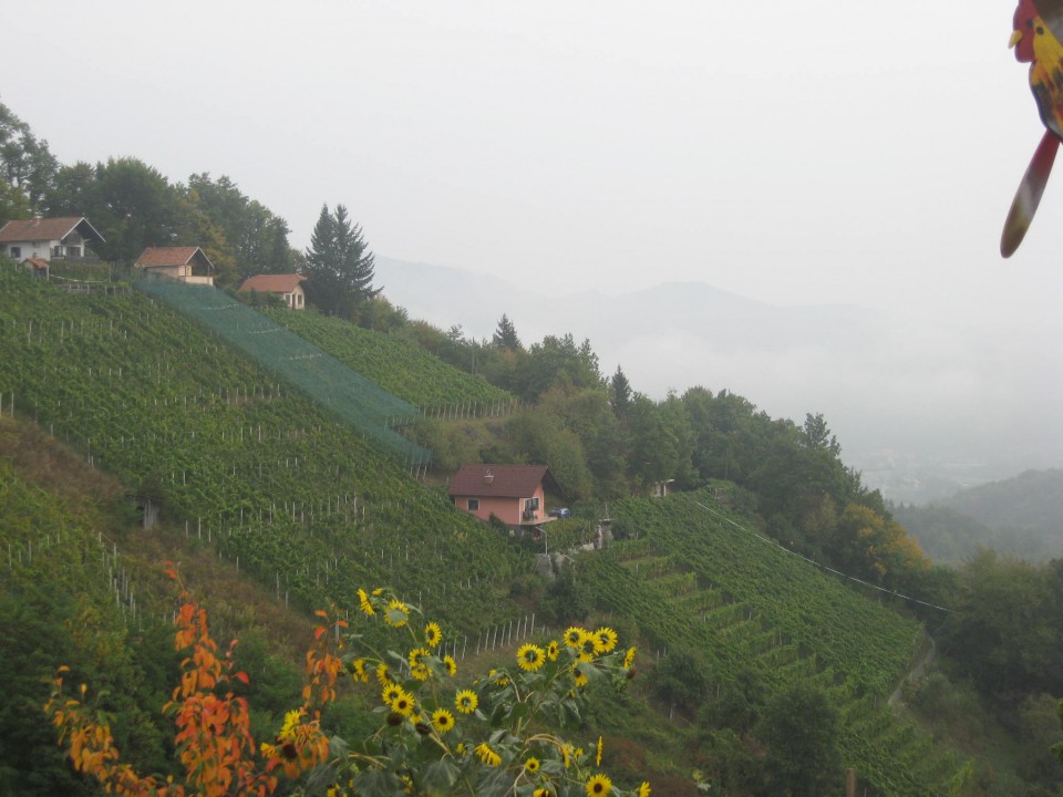 Vinske gorice na Okrogu