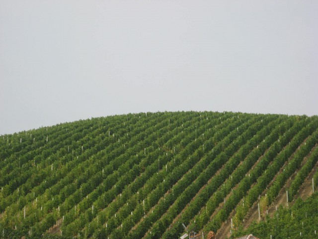 Vinograd v Nebesih (tako se imenuje ta kraj, verjetno so mišljena vinska nebesa...)