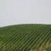 Vinograd v Nebesih (tako se imenuje ta kraj, verjetno so mišljena vinska nebesa...)