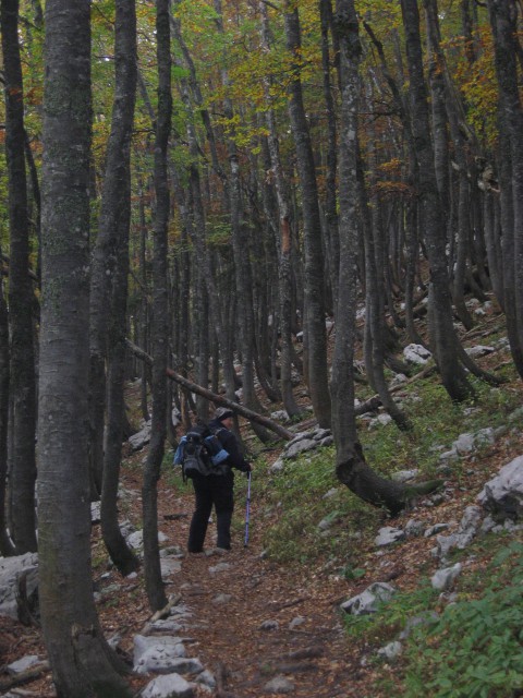 Pot poteka najprej po gozdu