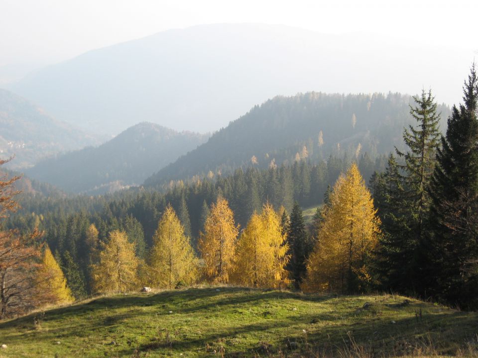 Zlati macesni nad Hruško planino