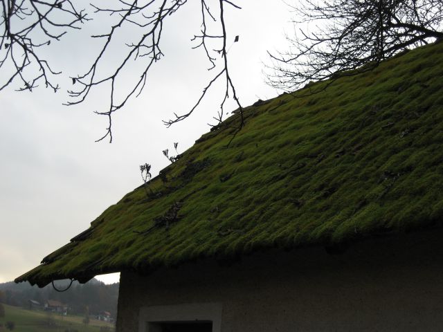 Zanimiva streha, preraščena z mahom