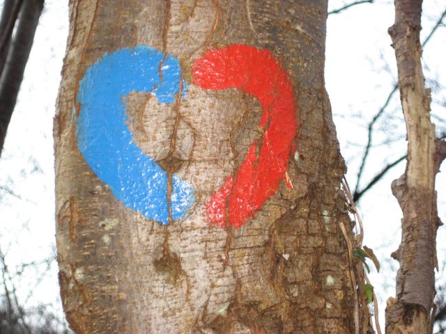 Srce na drevesu
