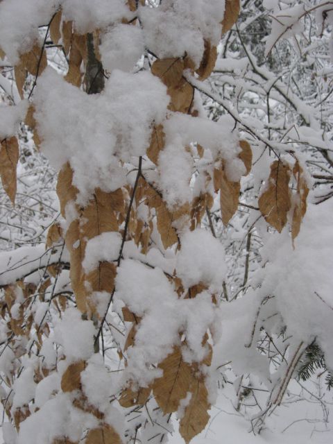 Zimsko listje