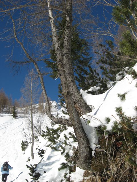 Pokljuka-planina Zajavornik-Lipanca-2.2.2010 - foto