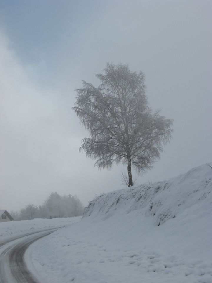 Tale breza mi je potrpežljivo pozirala