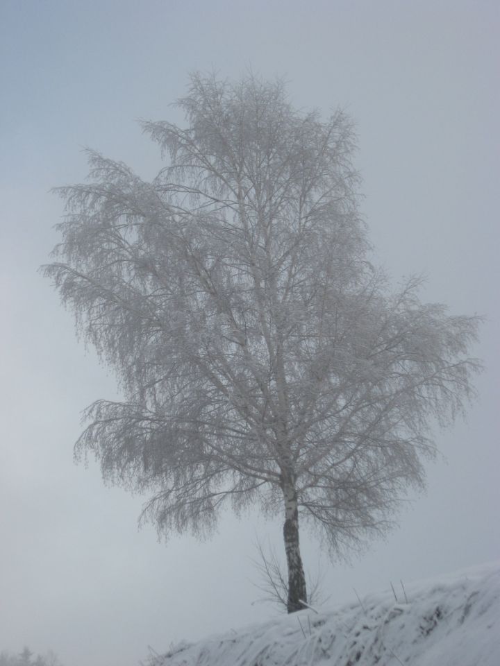 Baragova pot (del) - 21.2.2010 - foto povečava