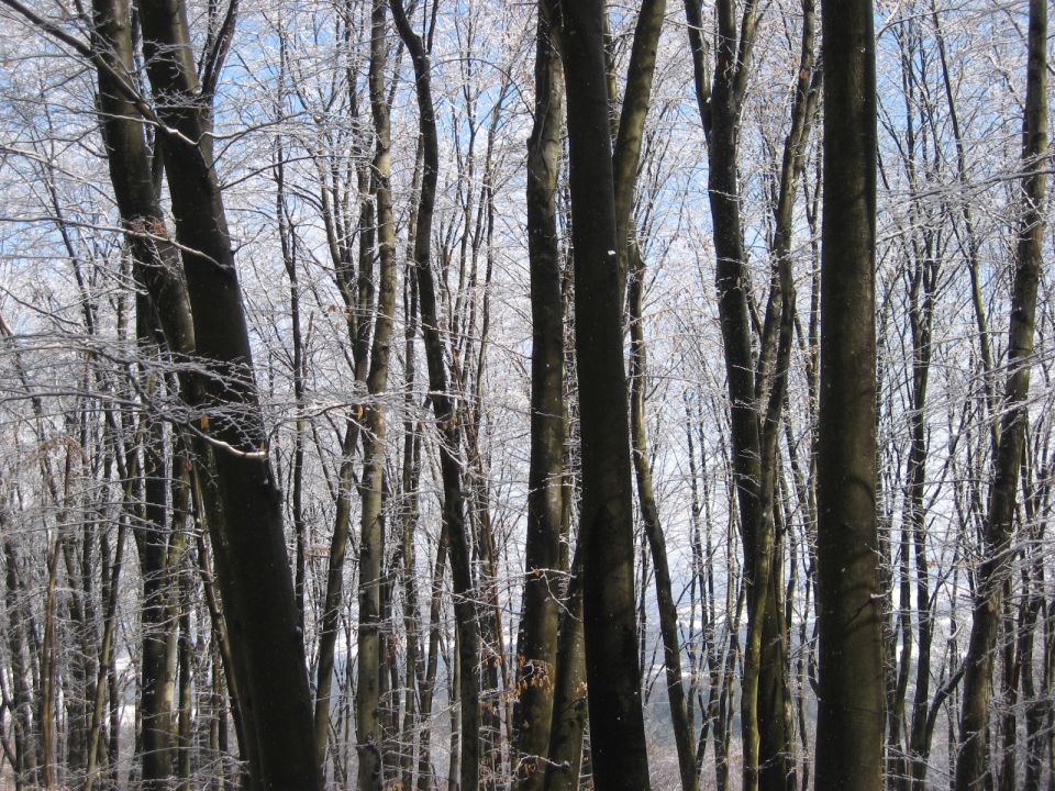 Skozi zimski gozd