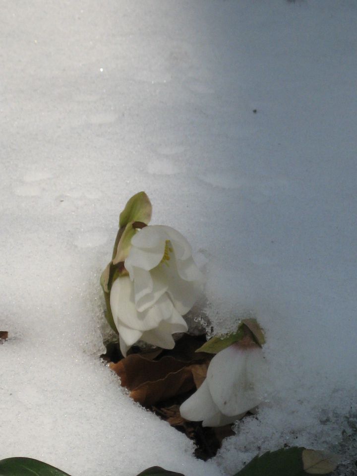 Že v cvetju jih je presenetil in prekril sneg