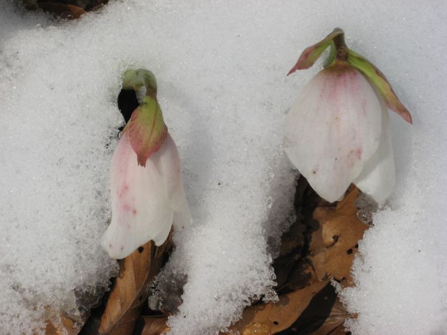 Loke-Zajčeva koča pod Krvavico-7.3.2010 - foto