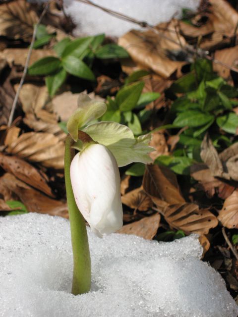 Loke-Zajčeva koča pod Krvavico-7.3.2010 - foto