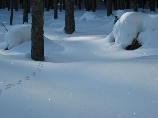 Sneg se lesketa, neka živalca je že pred mano tule tekla