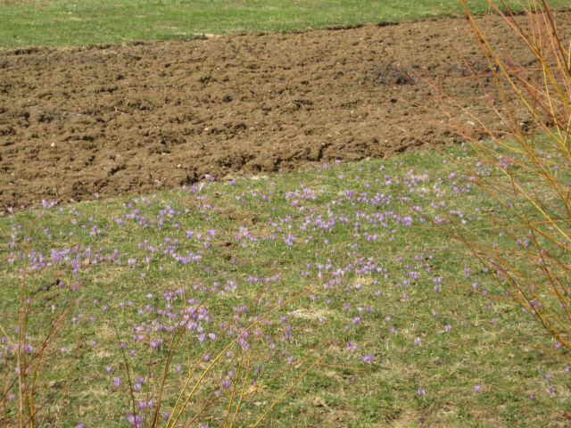 Pomladno obarvan travnik