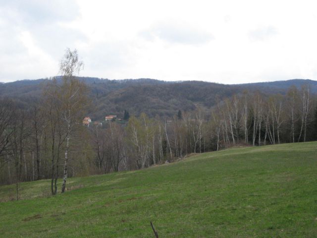 Bela Krajina je znana po brezovih gajih - steljnikih