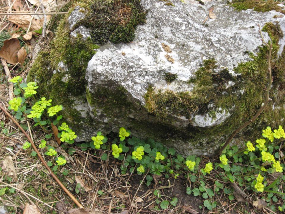 Zeleni venček okoli skale