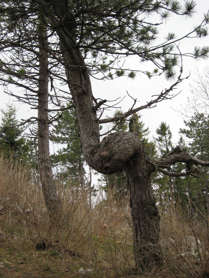 Zanimivo drevo tik pod vrhom Laščka