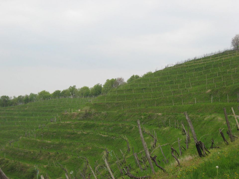 Značilnost pokrajine so vinogradi v terasah
