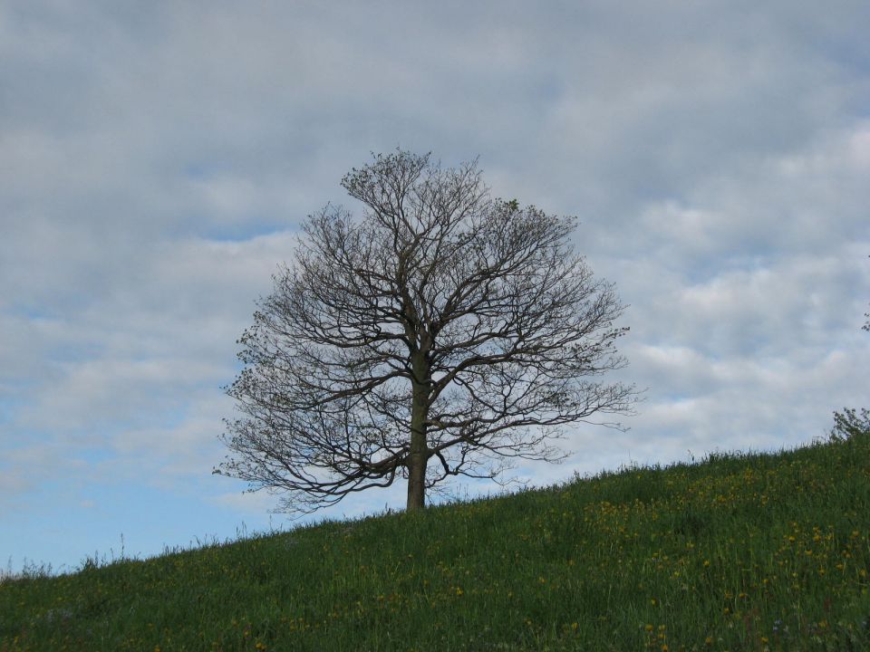 drevo pod bukovim vrhom