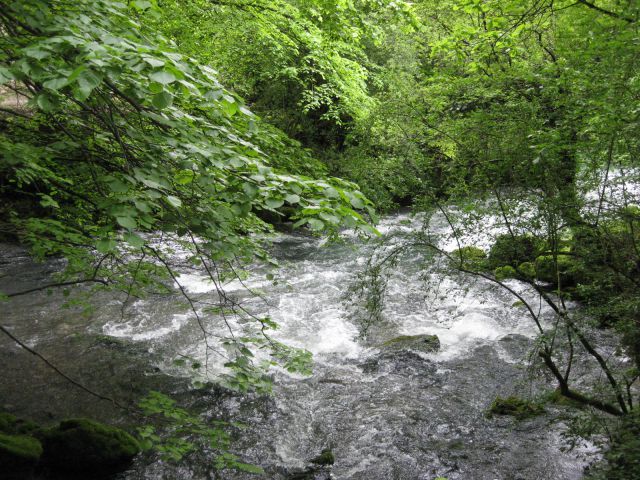 Živahen pritok Ljubljanice