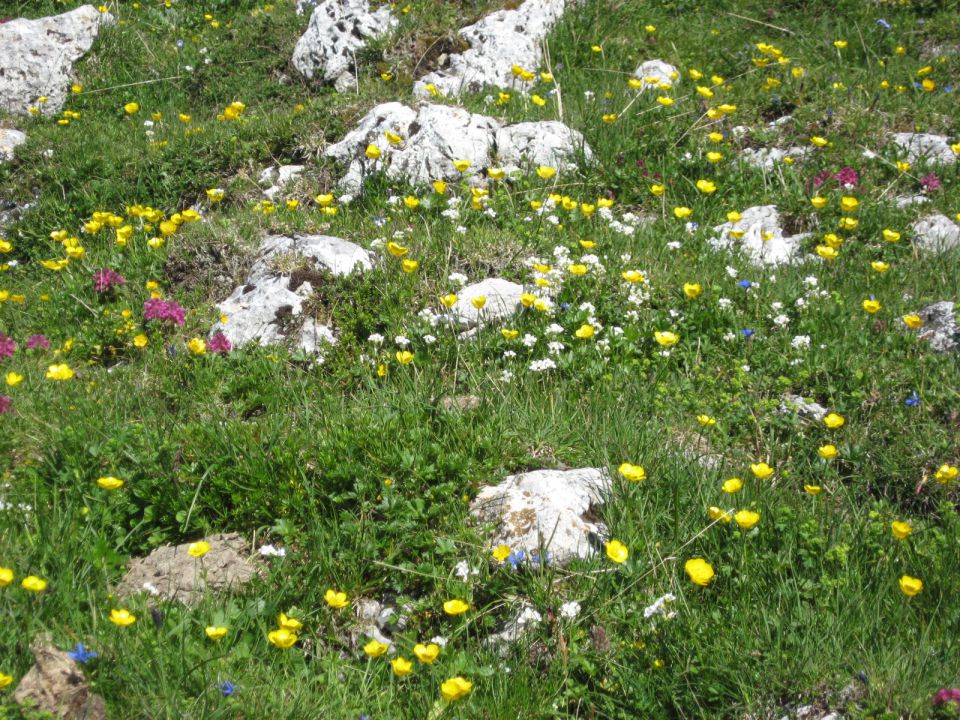 cvetoče preproge na planini Svečica (Belska planina)