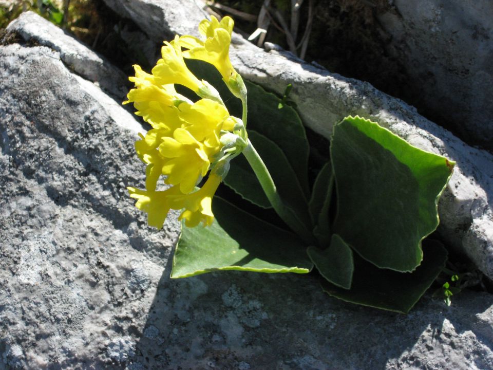 Križovc-planina Svečica-za Struško_6.6.2010 - foto povečava