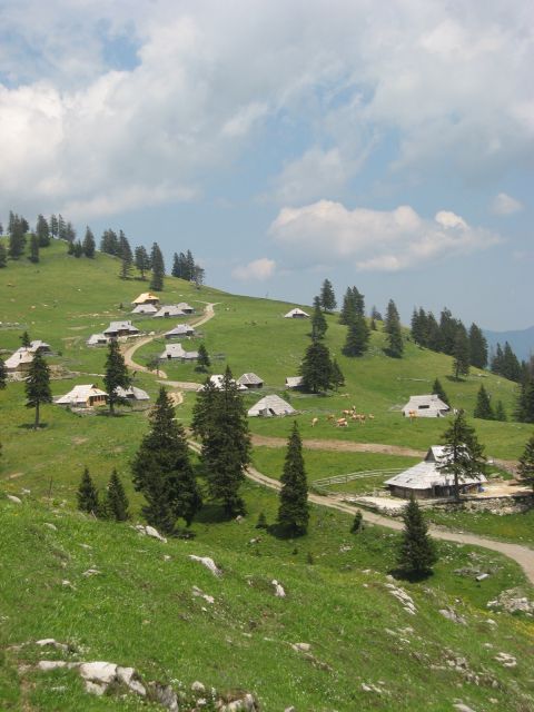 Gojška planina