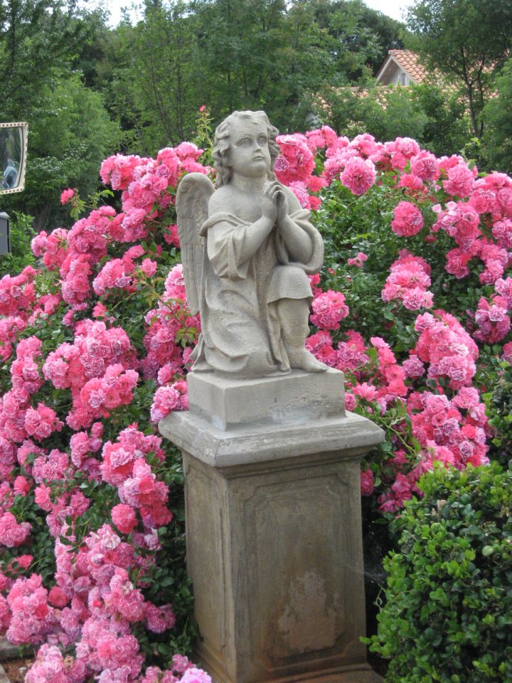 Neverjetno bogato cvetoča vrtnica, morda jo je tale angelček začaral?