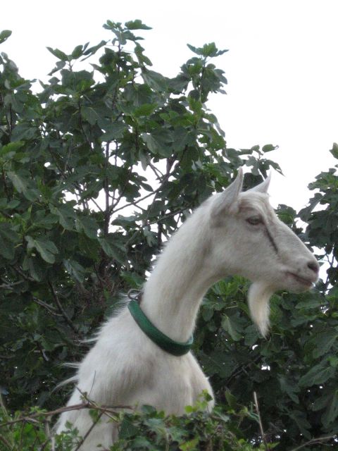 Ob odhodu iz Dobrinja, naju je pozdravila še tale domačinka.