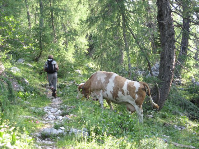 Ta hitra je pravi čas ušla...