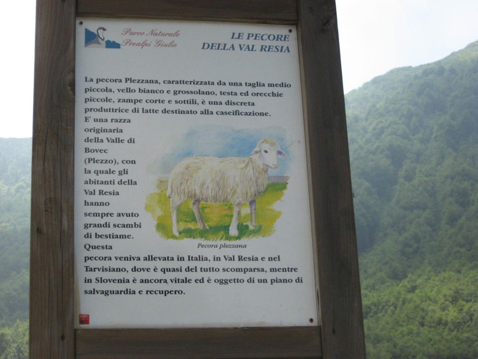 Na planini je veliko informativnih tabel, tale govori nekaj o eni pasmi ovac...