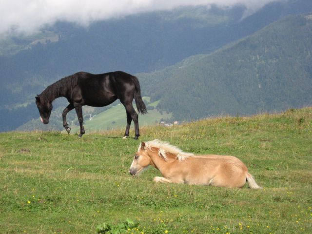 črno - blond