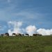 Travnike pod vrhom so okupirale krave...