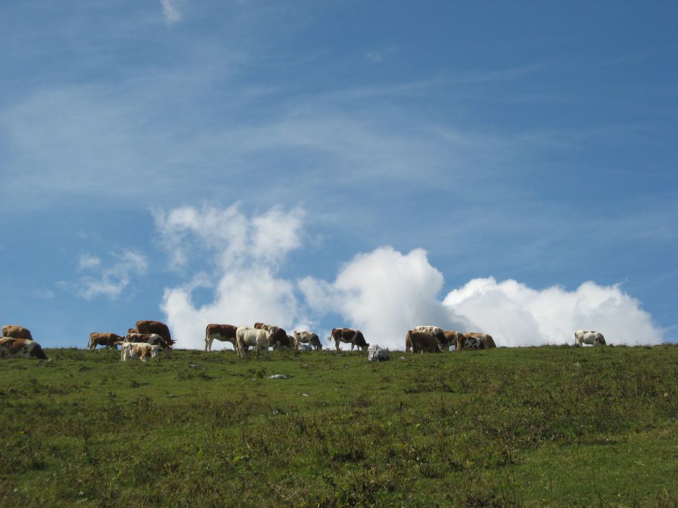 Travnike pod vrhom so okupirale krave...
