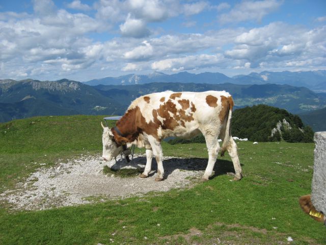 Tale krava si je za čohanje sposodila razgledno ploščo