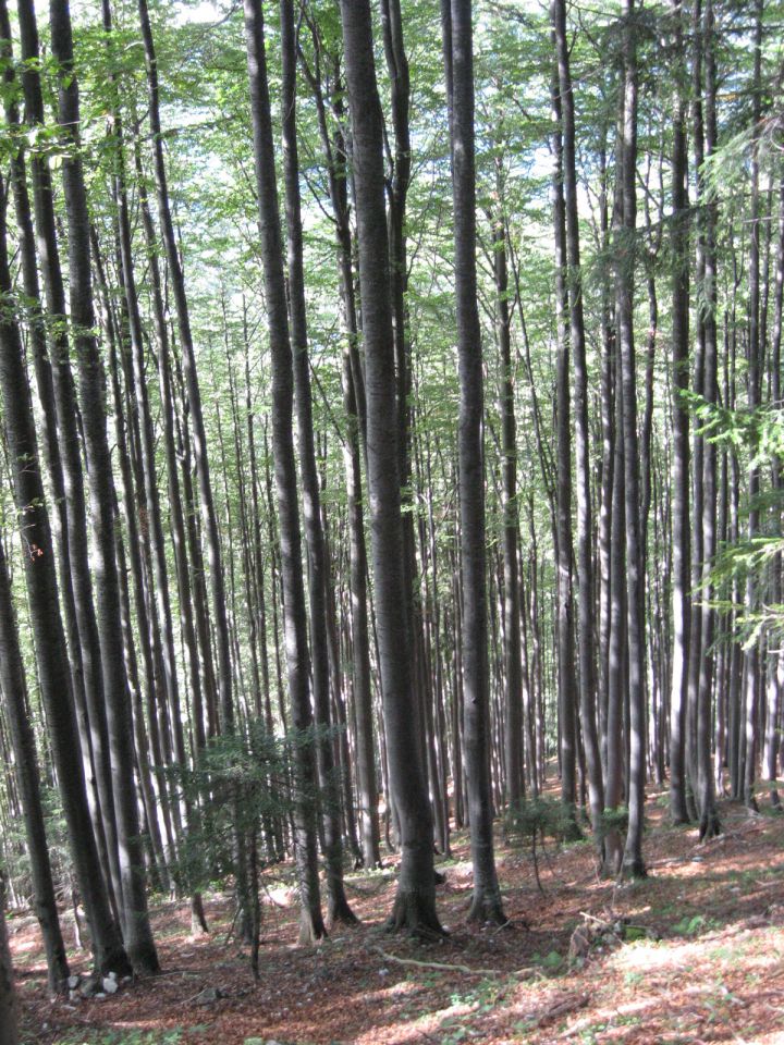 pot po bukovem gozdu