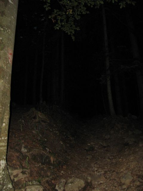 V gozdu še temneje