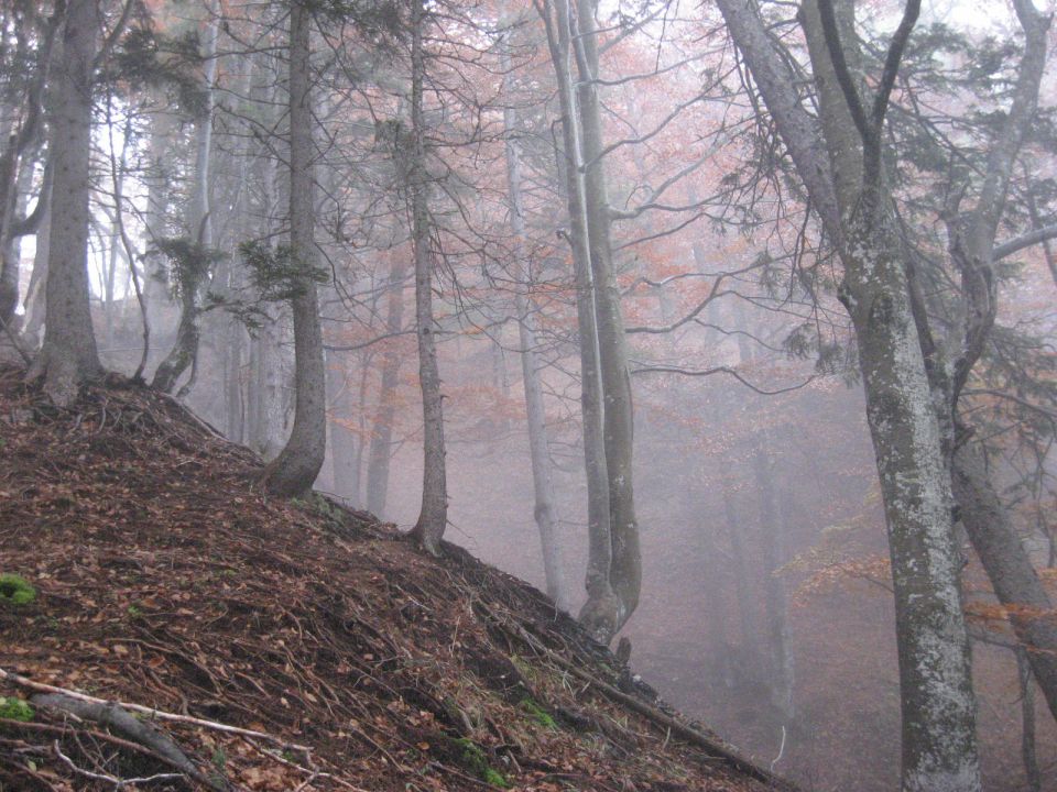 Morbidno vzdušje v gozdu