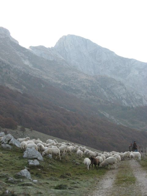 Ovce se zbirajo za odhod v dolino
