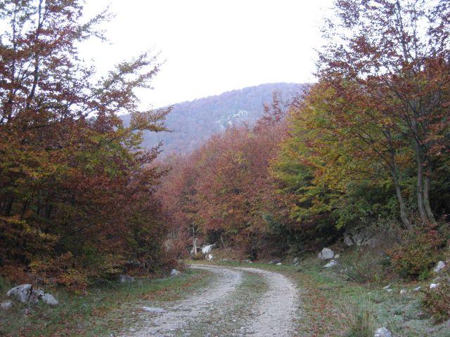 Po gozdni cesti proti planini Predolina