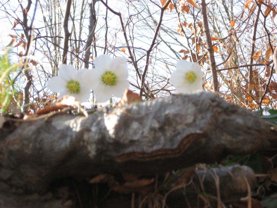 Livoldski klanec - Slon - 11.2.2011 - foto povečava