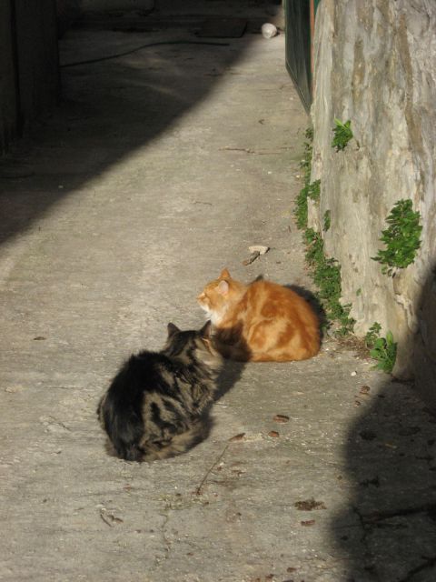 Istrska mačkona