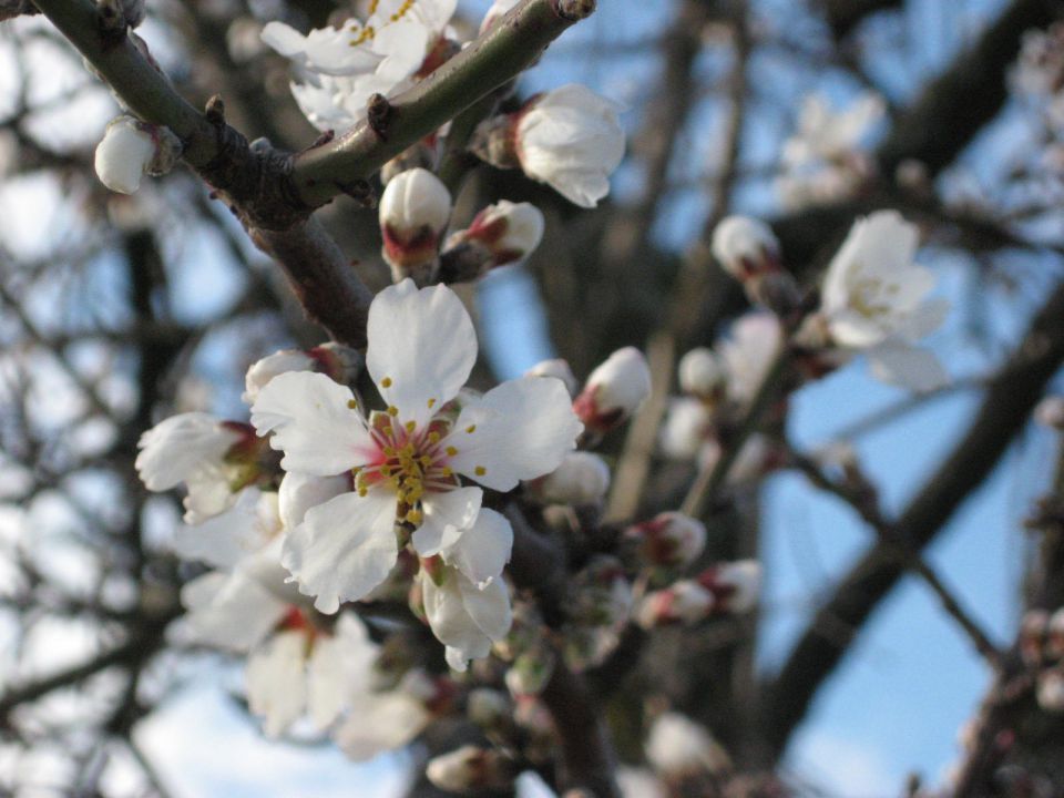 Cvetoče drevo v februarju! Verjetno mandljevec