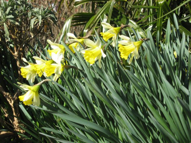 Narcise v polnem cvetenju