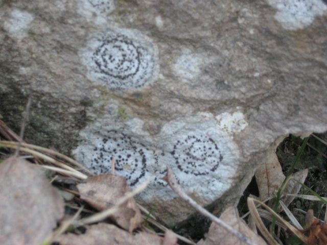 Zanimivi vzorci na kamnih?