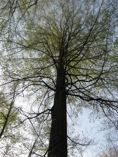 Mogočno drevo