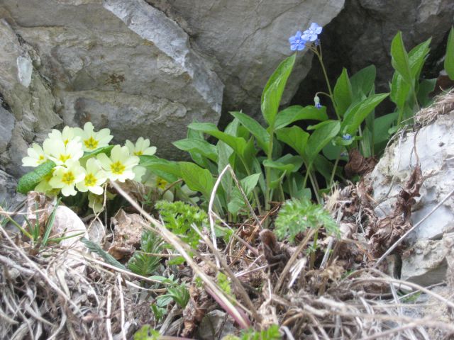 Cvetni vrtiček sredi skale