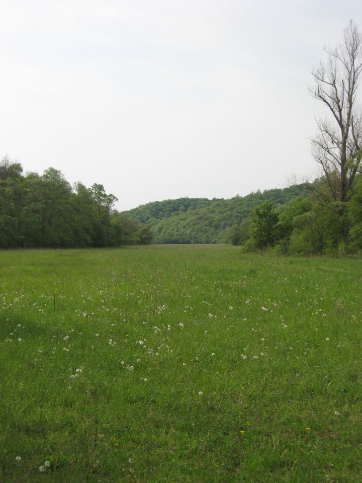 močvirni travnik ob potoku Malinska